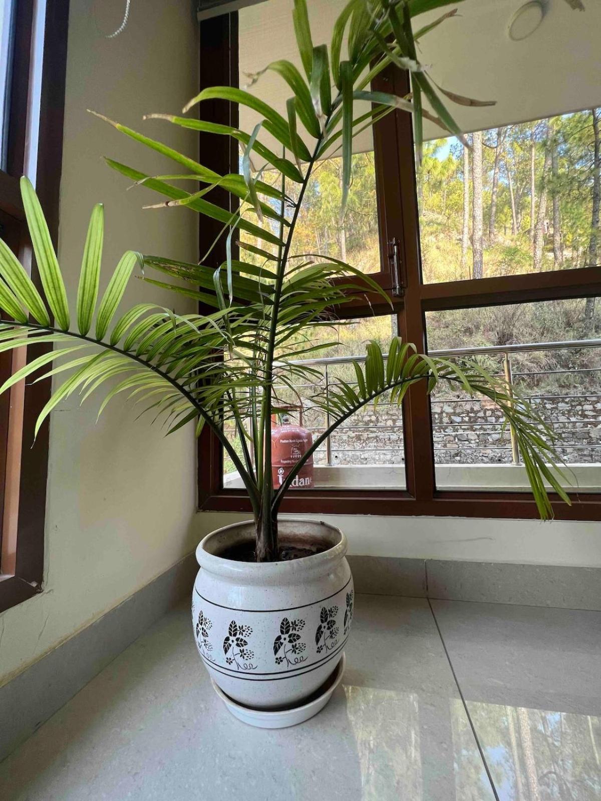 2Bhk Furnished Apartment/Near Kasauli/Barog/Luv Fun & Adventure Szolan Kültér fotó